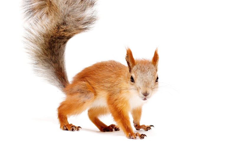 red squirrel on white background