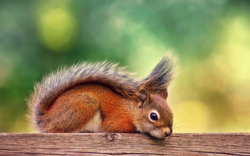 Red Squirrel on Wood — Brown, Calm
