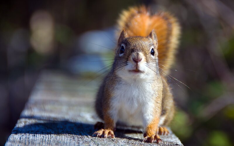 Red Squirrel on Wood — Brown, Curious, Afternoon
