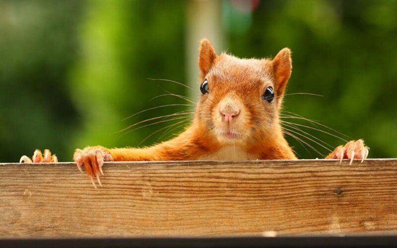 Red Squirrel on Wood — Brown, Curious