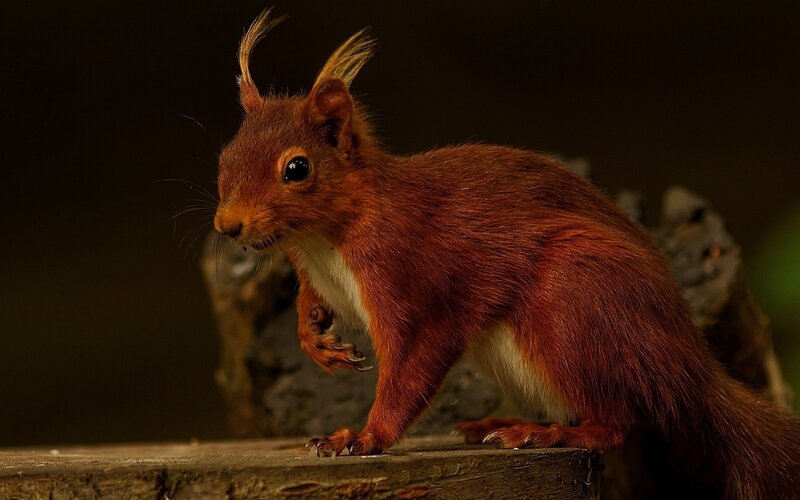 Red Squirrel on Wood — Brown, Dramatic
