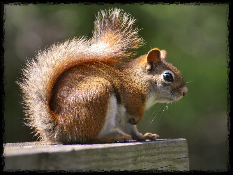 Red Squirrel on Wood