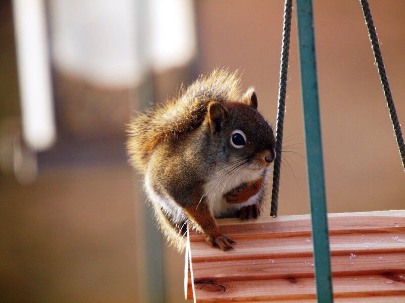 Red Squirrel on Wooden Surface