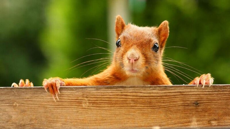 Red Squirrel Peeking — Brown, Curious, Photograph