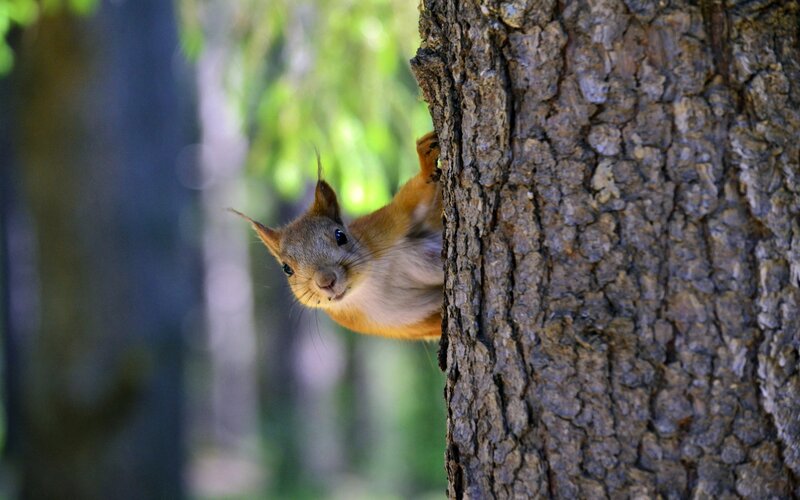 Red Squirrel Peeking — Brown, Curious