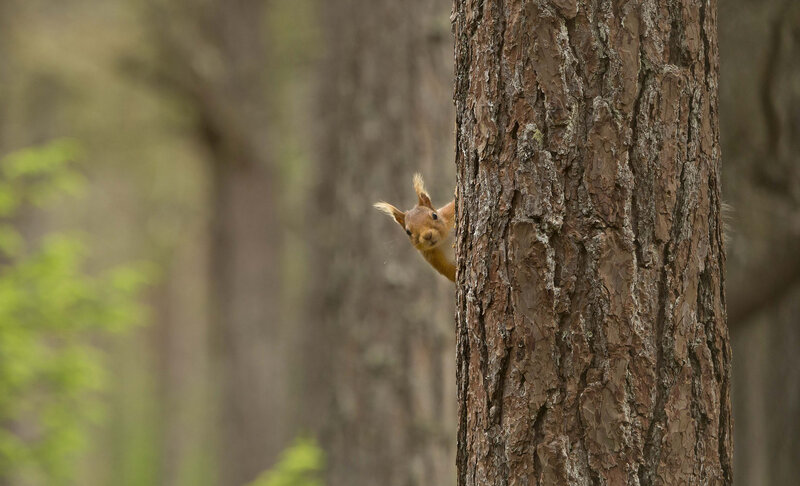 Red Squirrel Peeking — Brown