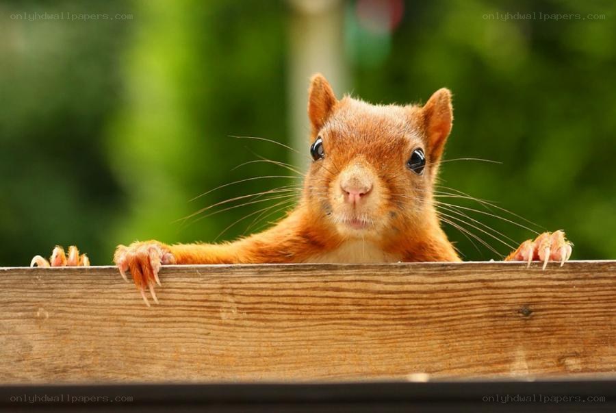 Red squirrel peeking over wood