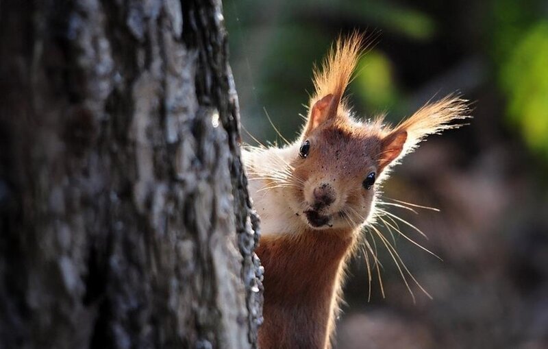 Red Squirrel Peeking