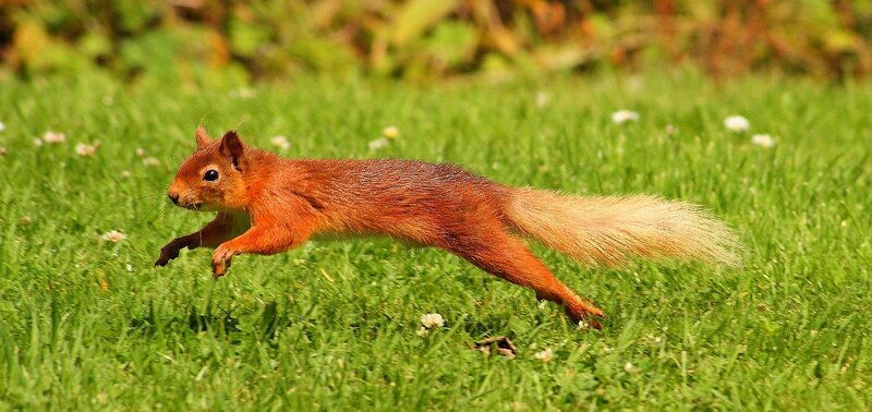 red squirrel running in grass