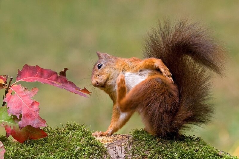 Red Squirrel Scratching