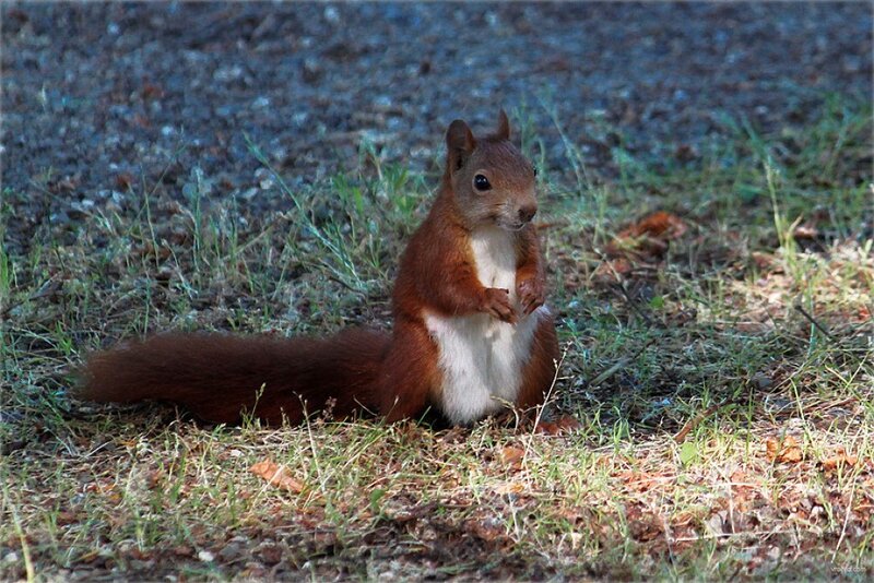 Red Squirrel Sitting