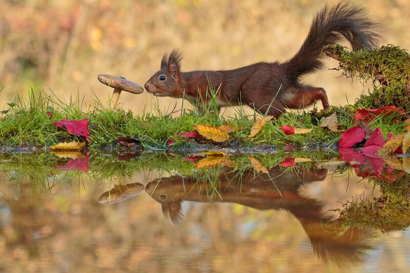Red Squirrel Sniffing Mushroom