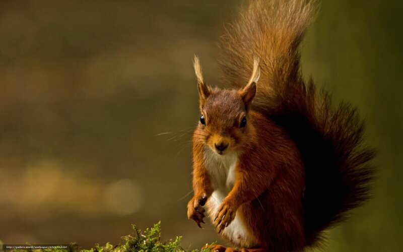 Red Squirrel Standing — Brown, Alert, Photograph, Moss