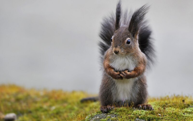 Red Squirrel Standing — Brown, Alert, Photograph