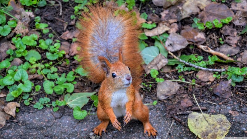 Red Squirrel Standing — Brown, Alert