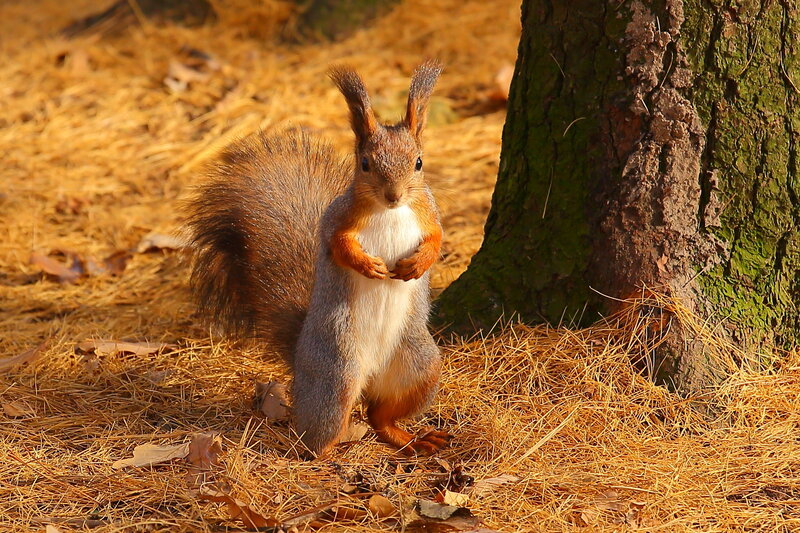 Red Squirrel Standing — Brown, Calm