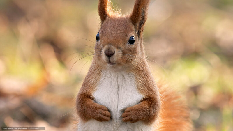 Red Squirrel Standing — Brown, Curious, Autumn, Photograph, Forest Floor