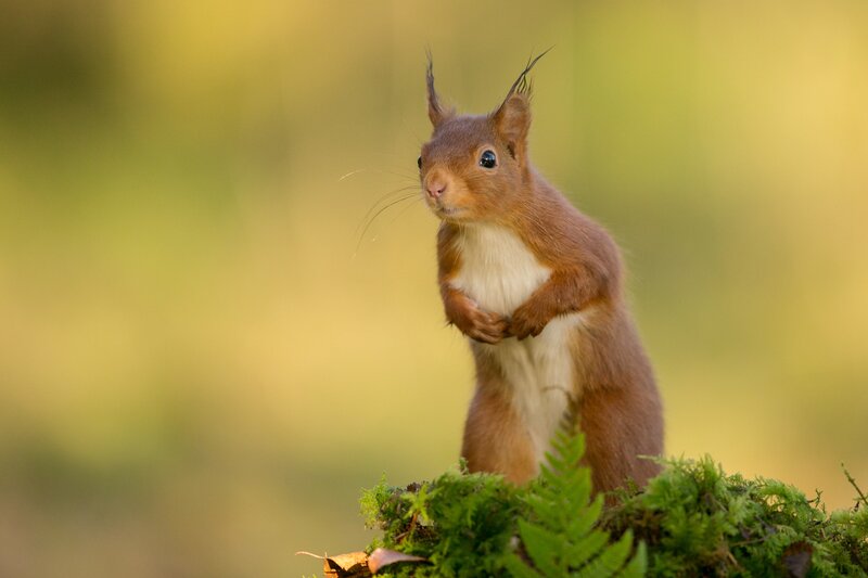 Red Squirrel Standing — Brown, Curious, Autumn, Photograph, Moss