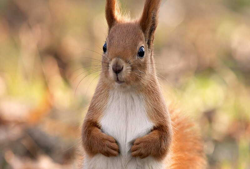 Red Squirrel Standing — Brown, Curious, Autumn, Photograph