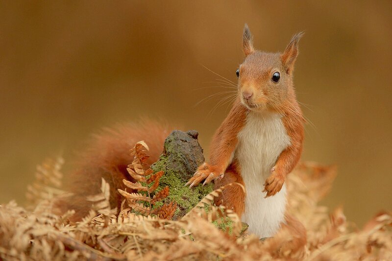 Red Squirrel Standing — Brown, Curious, Autumn