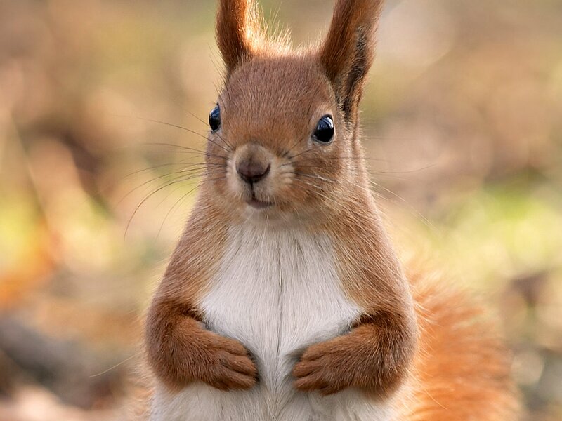 Red Squirrel Standing — Brown, Curious