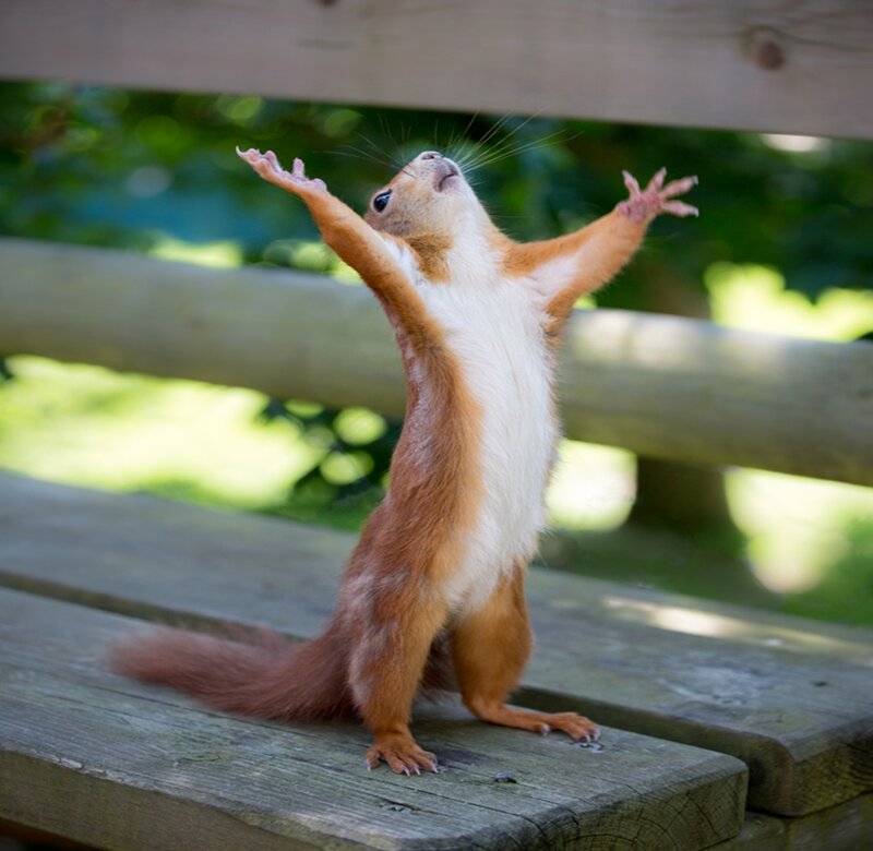 Red Squirrel Standing — Brown, Playful, Afternoon