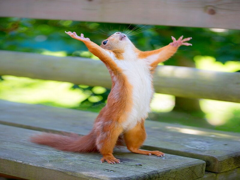Red Squirrel Standing — Brown, Playful