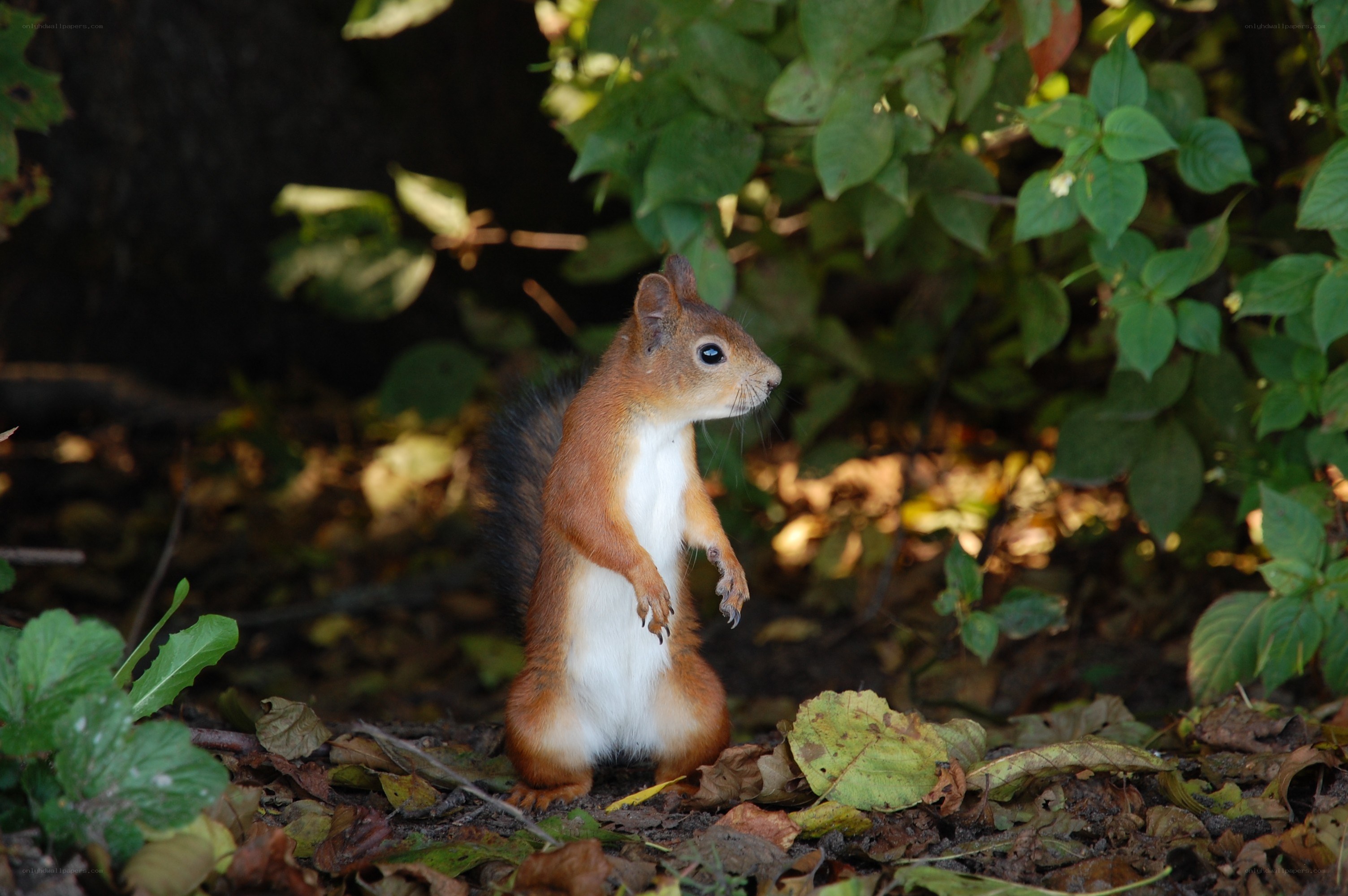 Red squirrel standing on hind legs