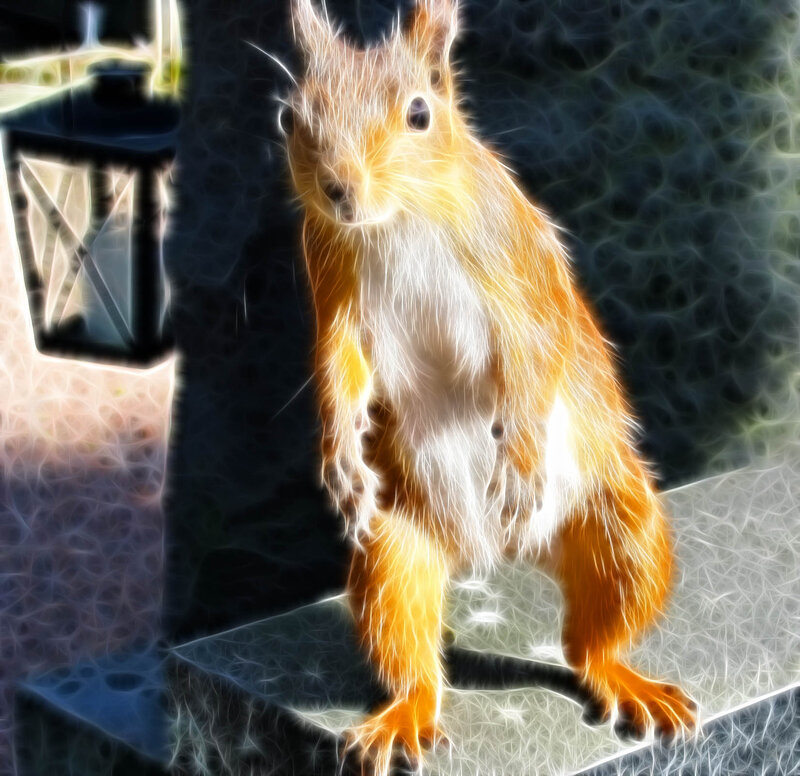 Red Squirrel Standing — Orange