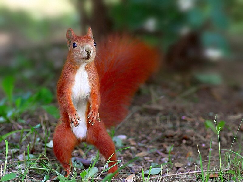 Red Squirrel Standing