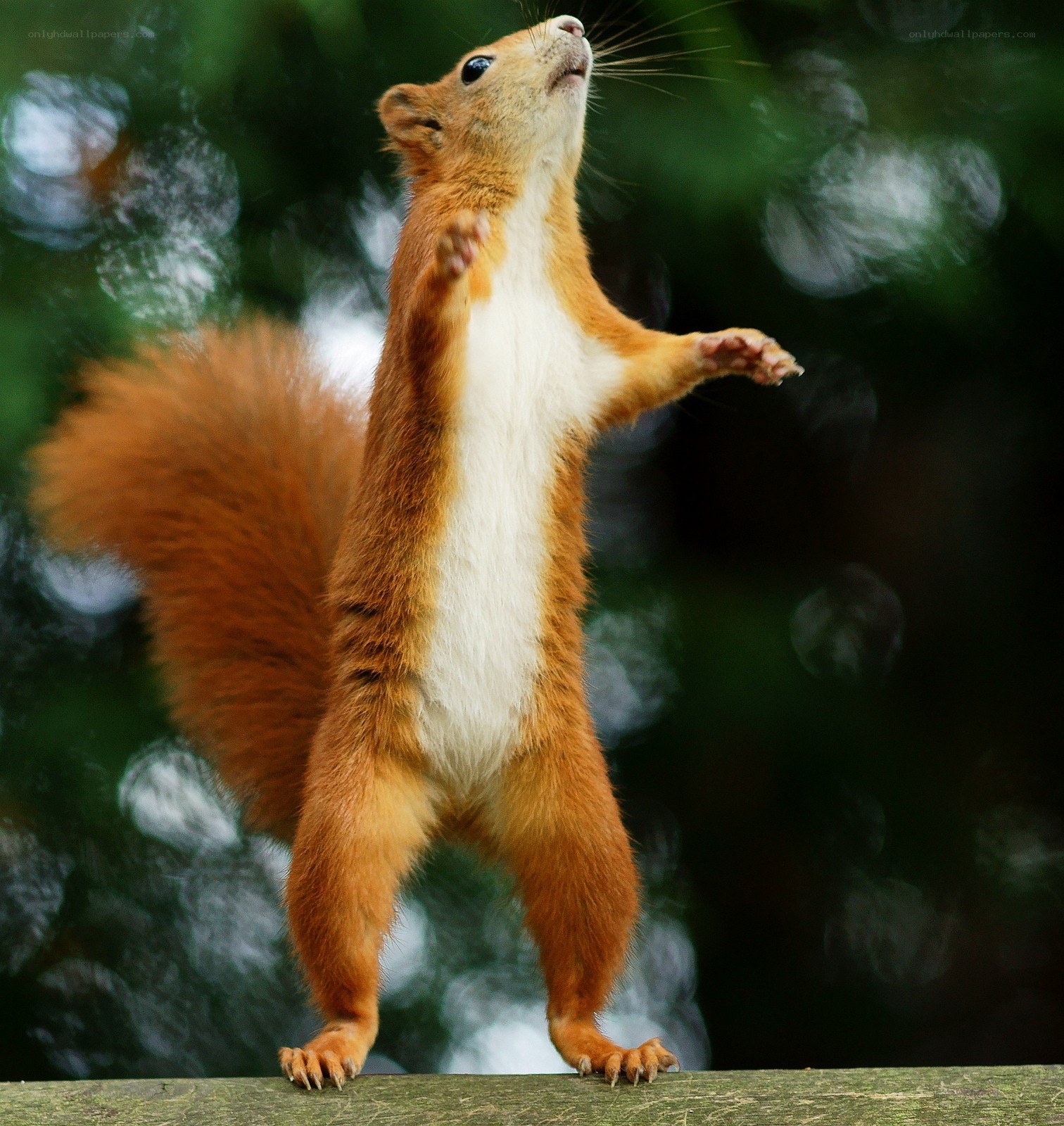 Red squirrel standing upright