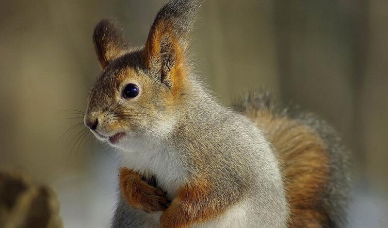 Red Squirrel