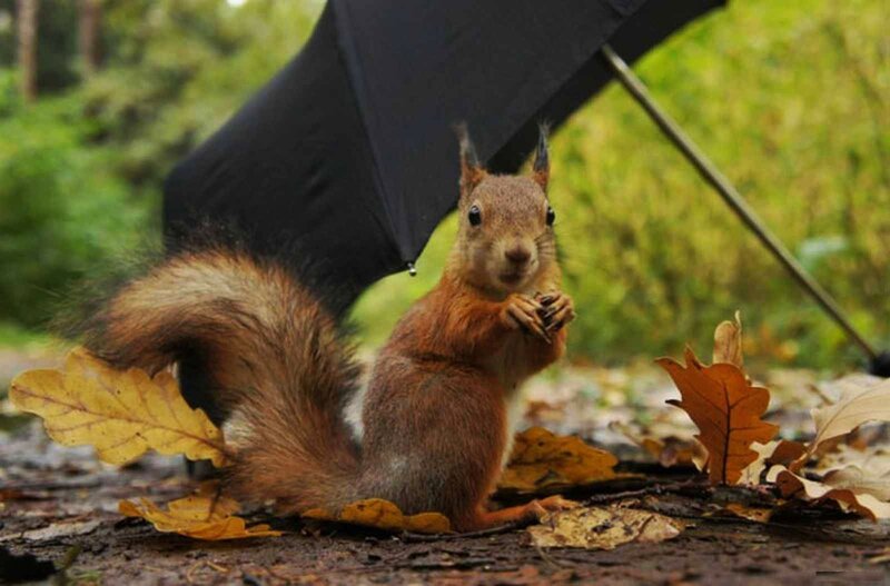 Red Squirrel under Umbrella