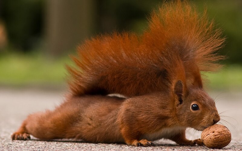 Red squirrel with a walnut