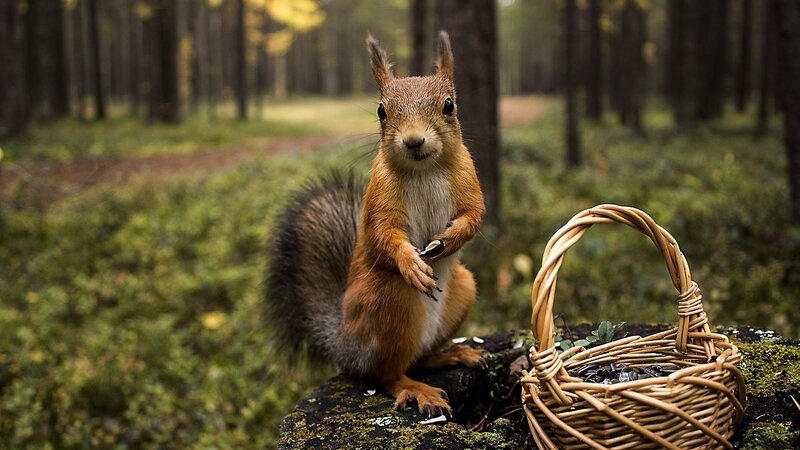 Red Squirrel with Basket — Brown, Serene