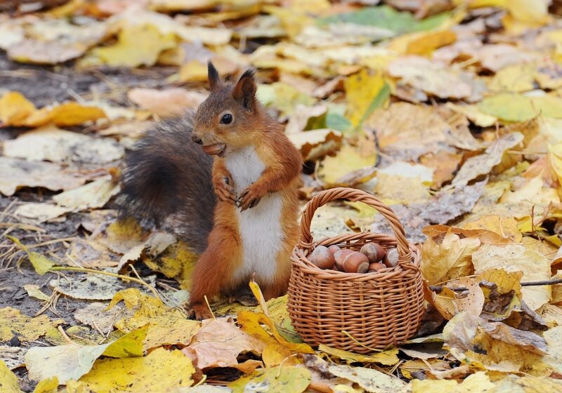 Red Squirrel with Basket — Brown