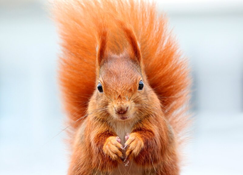 Red squirrel with bushy tail