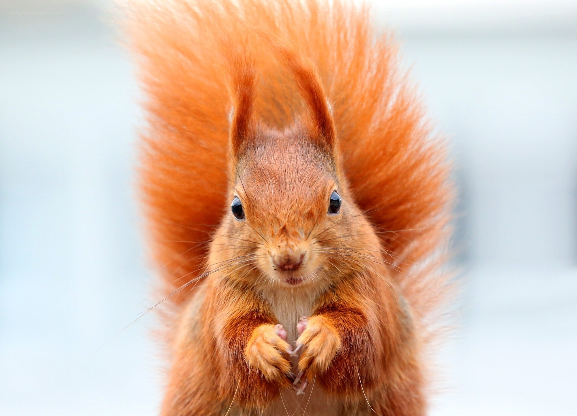 Red squirrel with bushy tail
