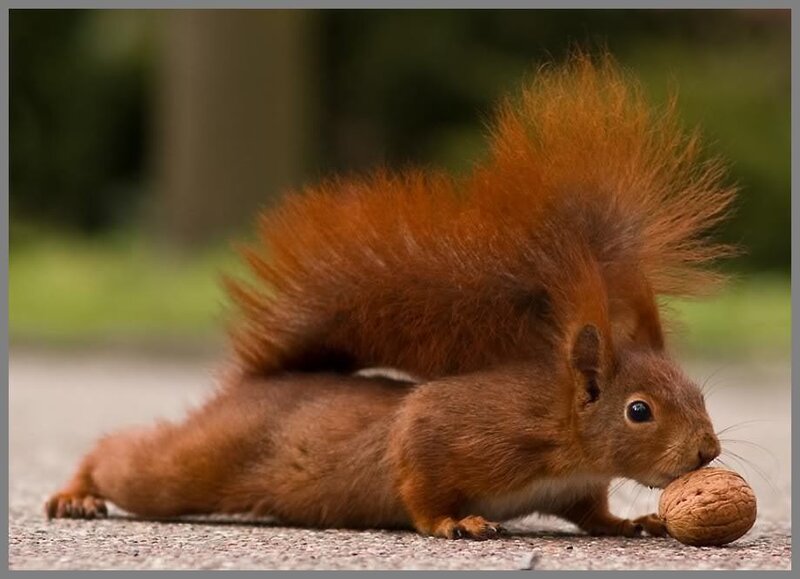 Red Squirrel with Nut