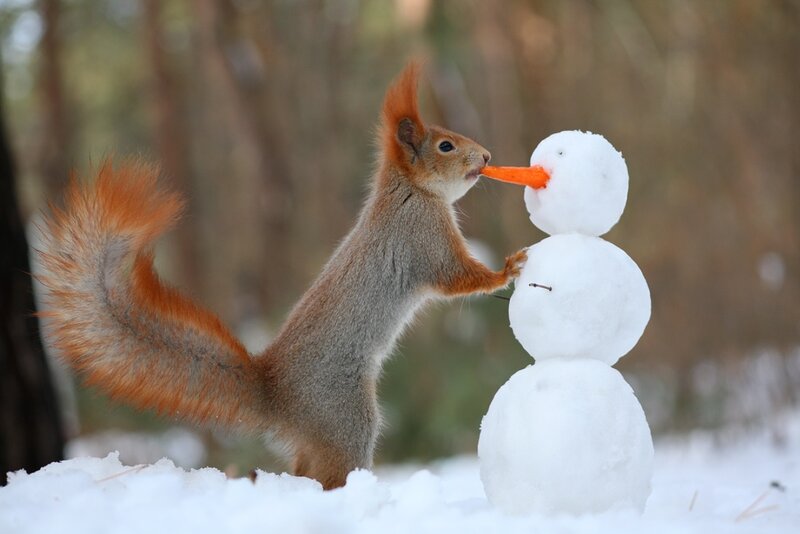 Red Squirrel with Snowman
