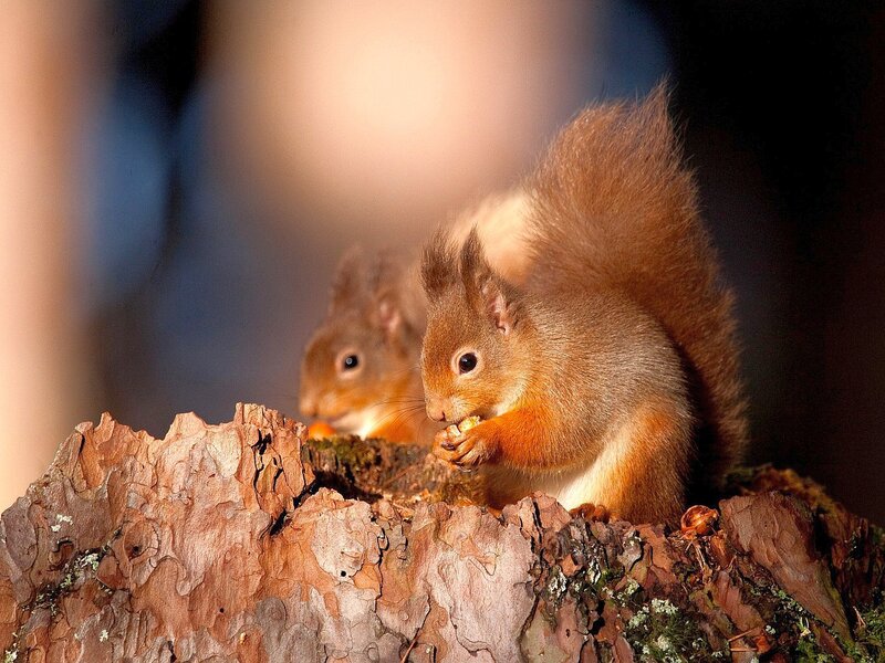 Red Squirrels Eating