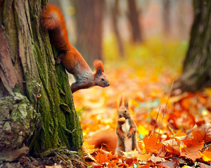 Red Squirrels in Forest