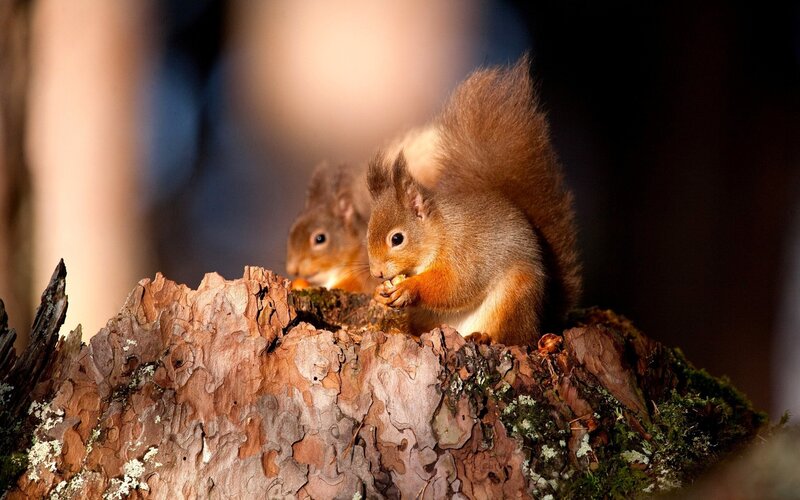Red Squirrels on Log