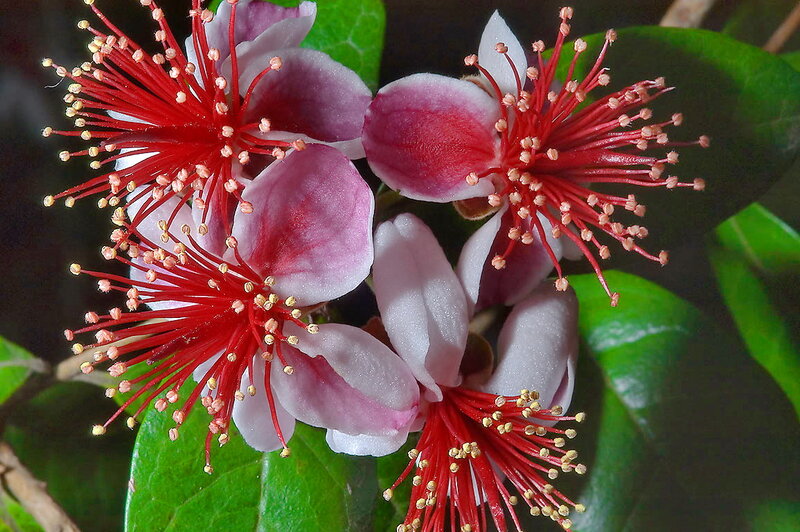Red Stamen Flowers