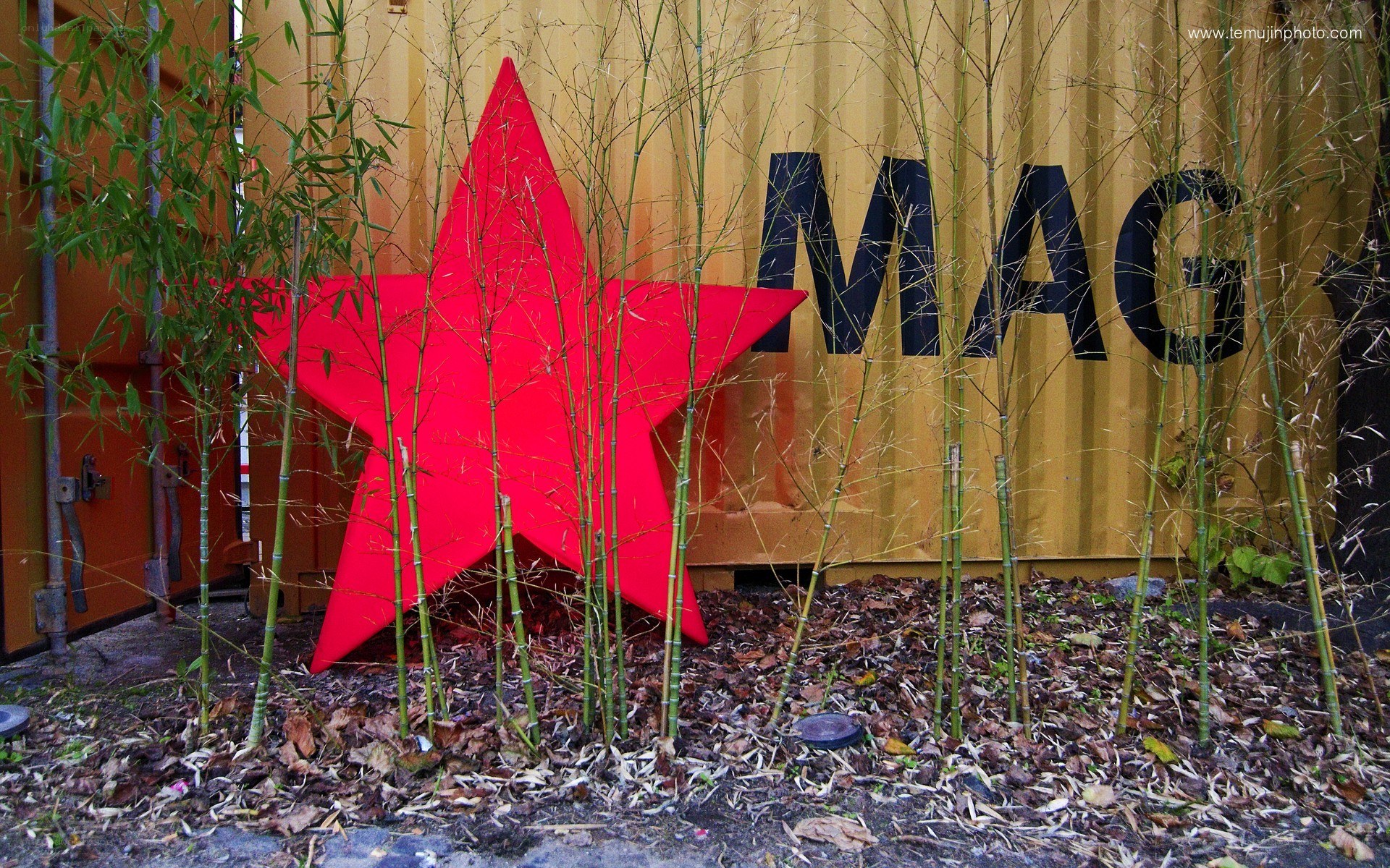 Red star in bamboo garden