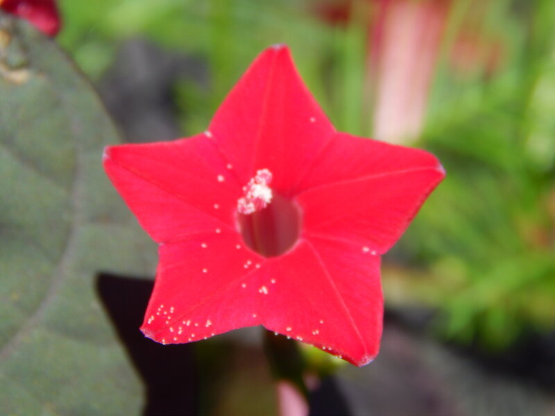 Red Star-shaped Flower — Natural