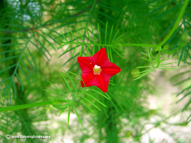 Red Star-shaped Flower