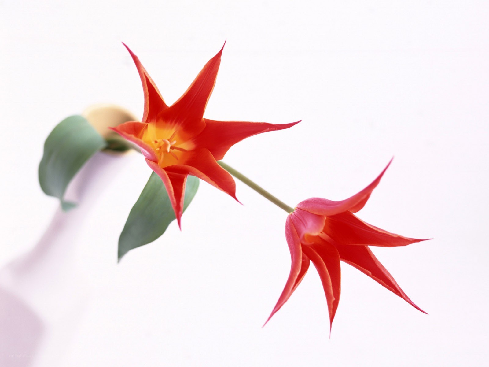 Red star-shaped flowers