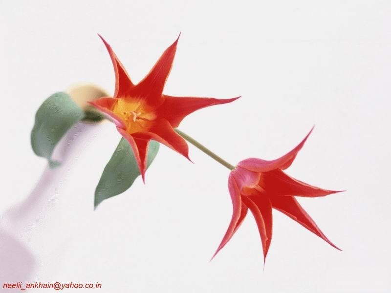 Red star-shaped flowers
