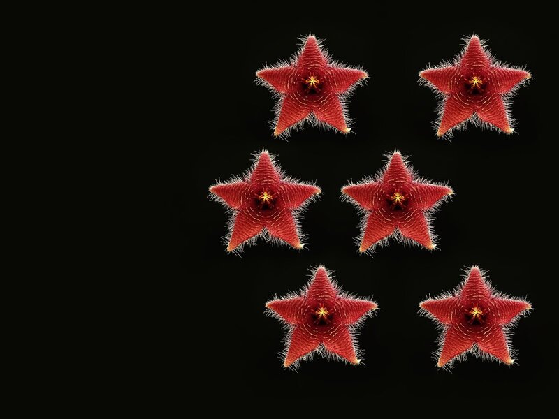 Red Star-shaped Flowers — Dramatic, Photograph